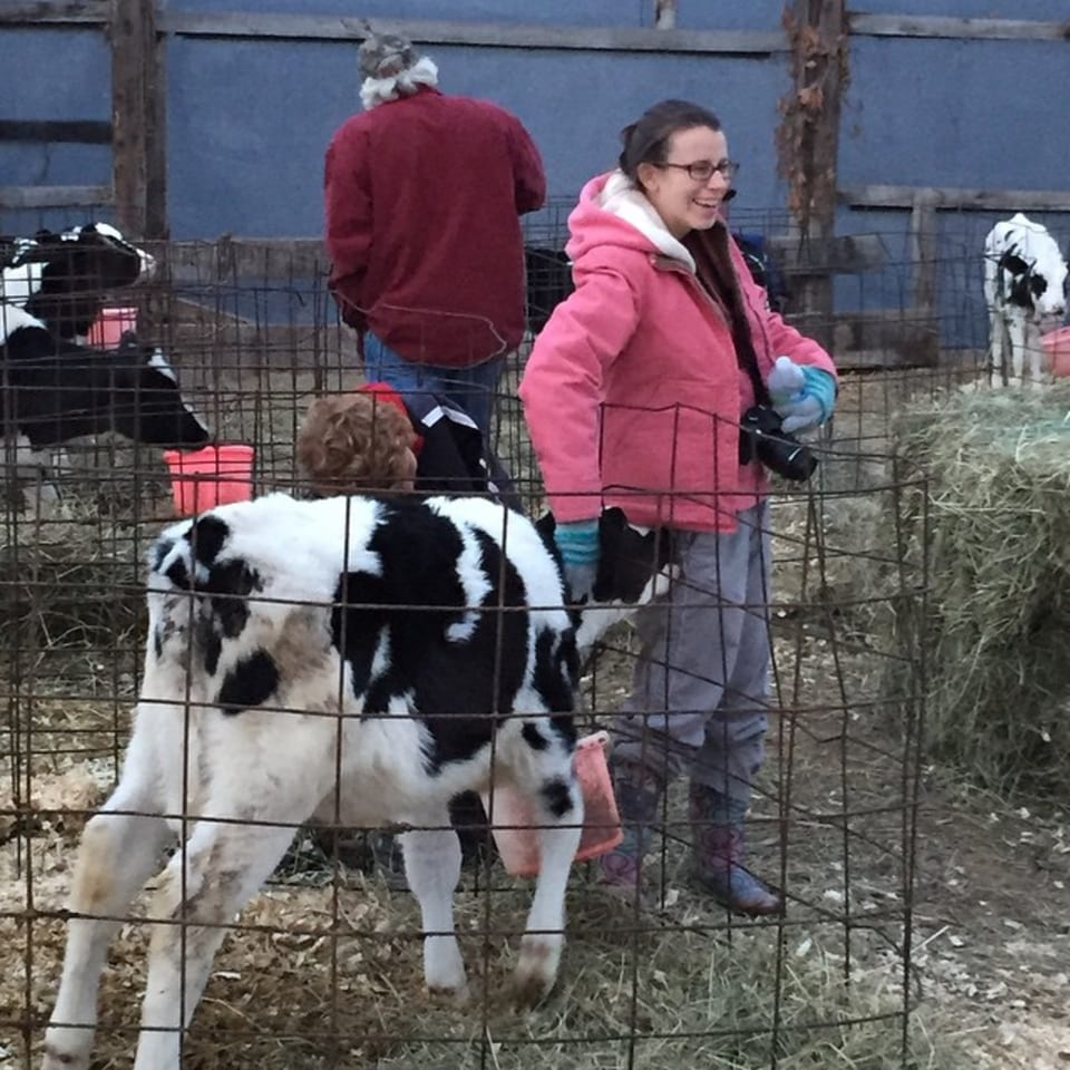 Two people observe black and white calves in pens at Cogman's Creek butcher shop.