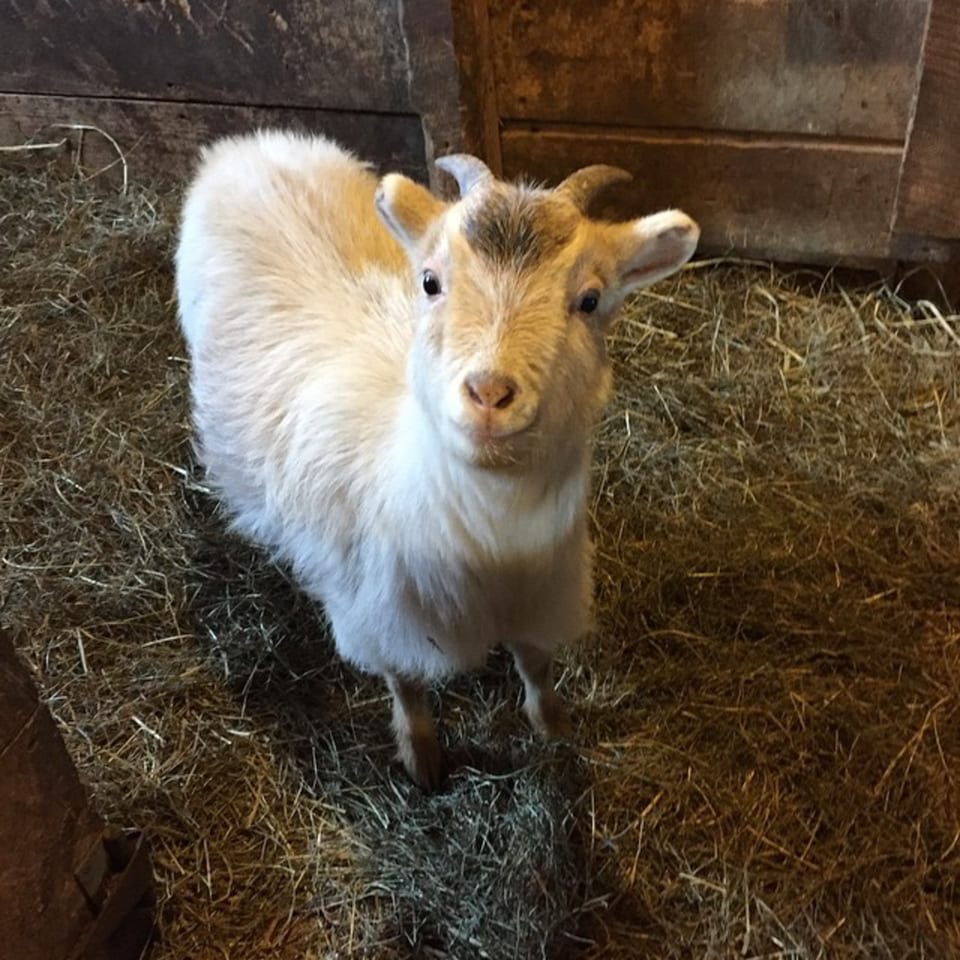 A small, light-colored goat with short horns stands on hay, looking up at the camera.