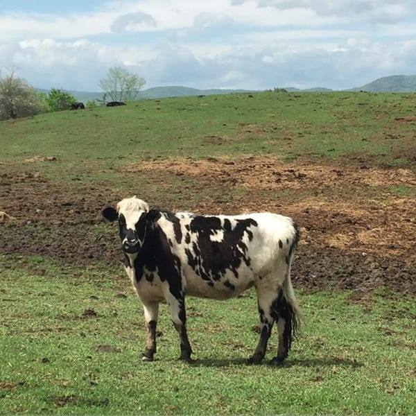 A black and white cow stands in a green pasture with hills and a cloudy sky in the background.